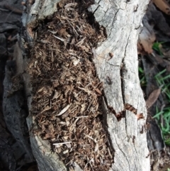 Papyrius nitidus (Shining Coconut Ant) at Symonston, ACT - 7 Apr 2020 by selga.harrington@wsp.com