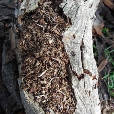 Papyrius nitidus (Shining Coconut Ant) at Symonston, ACT - 7 Apr 2020 by selga.harrington@wsp.com