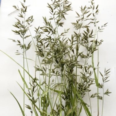 Eragrostis cilianensis (Stinkgrass) at Hughes Garran Woodland - 6 Apr 2020 by ruthkerruish