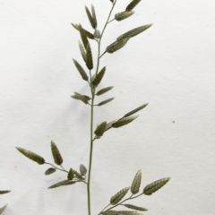 Eragrostis cilianensis at Hughes, ACT - 6 Apr 2020