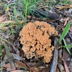 Ramaria capitata var. capitata (Pale cauliflower coral) at Fraser, ACT - 7 Apr 2020 by noodles