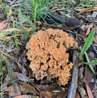 Ramaria capitata var. capitata (Pale cauliflower coral) at Fraser, ACT - 7 Apr 2020 by noodles