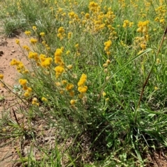 Chrysocephalum apiculatum (Common Everlasting) at Fraser, ACT - 7 Apr 2020 by noodles