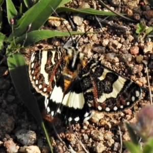 Apina callisto at Theodore, ACT - 7 Apr 2020