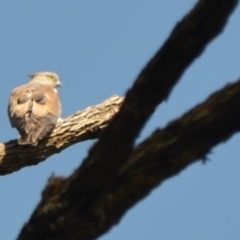 Aviceda subcristata (Pacific Baza) at Surf Beach, NSW - 23 Oct 2016 by LyndalT