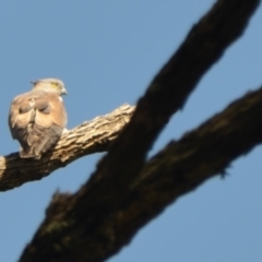 Aviceda subcristata (Pacific Baza) at Surf Beach, NSW - 22 Oct 2016 by LyndalT