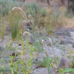 Persicaria lapathifolia (Pale Knotweed) at Greenway, ACT - 29 Dec 2019 by MichaelBedingfield