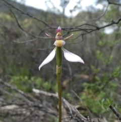 Eriochilus cucullatus (Parson's Bands) at Theodore, ACT - 7 Apr 2020 by owenh