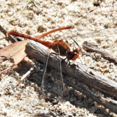 Diplacodes bipunctata (Wandering Percher) at Tuggeranong Hill - 7 Apr 2020 by JohnBundock