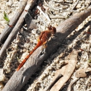 Diplacodes bipunctata at Theodore, ACT - 7 Apr 2020