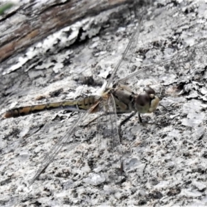 Diplacodes bipunctata at Theodore, ACT - 7 Apr 2020