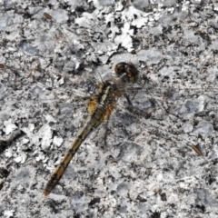 Diplacodes bipunctata at Theodore, ACT - 7 Apr 2020