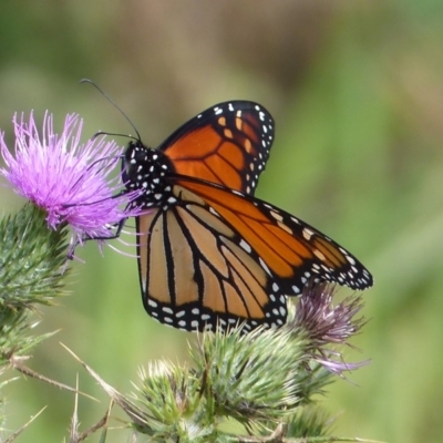 Danaus plexippus (Monarch) at Bega, NSW - 7 Apr 2020 by MatthewHiggins