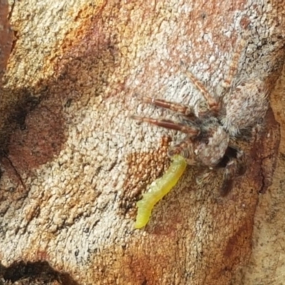 Servaea sp. (genus) (Unidentified Servaea jumping spider) at Holt, ACT - 7 Apr 2020 by trevorpreston
