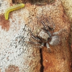 Servaea sp. (genus) at Holt, ACT - 7 Apr 2020