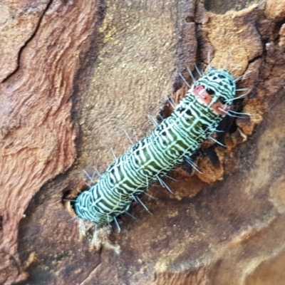 Phalaenoides glycinae (Grapevine Moth) at Holt, ACT - 7 Apr 2020 by tpreston