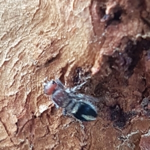 Mutillidae (family) at Holt, ACT - 7 Apr 2020