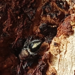 Mutillidae (family) at Holt, ACT - 7 Apr 2020