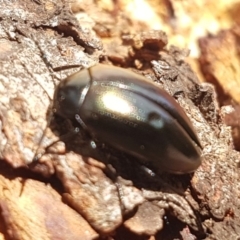 Chalcopteroides spectabilis (Rainbow darkling beetle) at Holt, ACT - 7 Apr 2020 by trevorpreston