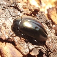 Chalcopteroides spectabilis (Rainbow darkling beetle) at Holt, ACT - 7 Apr 2020 by tpreston