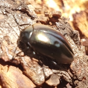 Chalcopteroides spectabilis at Holt, ACT - 7 Apr 2020 02:32 PM