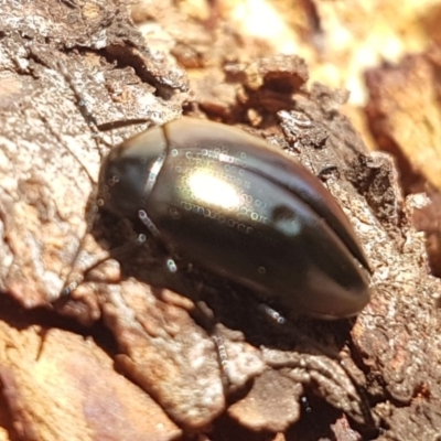 Chalcopteroides spectabilis (Rainbow darkling beetle) at Holt, ACT - 7 Apr 2020 by trevorpreston