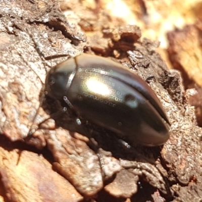 Chalcopteroides spectabilis (Rainbow darkling beetle) at Holt, ACT - 7 Apr 2020 by tpreston
