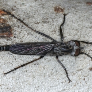 Cerdistus sp. (genus) at Ainslie, ACT - 6 Apr 2020