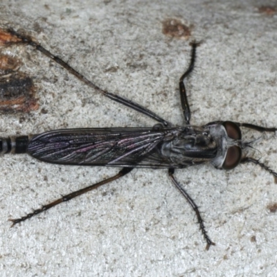 Cerdistus sp. (genus) (Slender Robber Fly) at Mount Ainslie - 6 Apr 2020 by jbromilow50