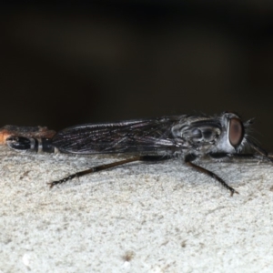 Cerdistus sp. (genus) at Ainslie, ACT - 6 Apr 2020