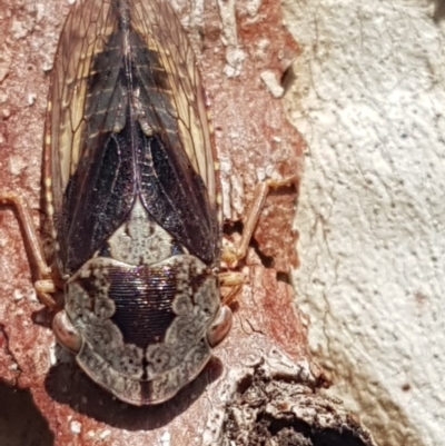 Stenocotis depressa (Leafhopper) at Holt, ACT - 7 Apr 2020 by tpreston