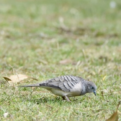 Geopelia placida (Peaceful Dove) at Greenleigh, NSW - 7 Apr 2020 by epic