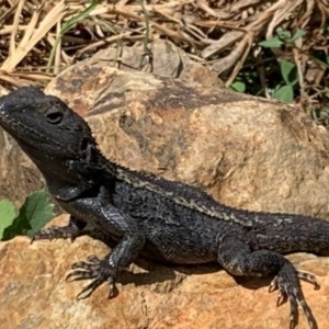 Amphibolurus muricatus at Black Range, NSW - 5 Apr 2020