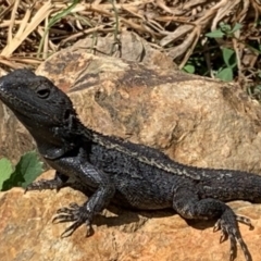 Amphibolurus muricatus (Jacky Lizard) at Black Range, NSW - 5 Apr 2020 by StephH