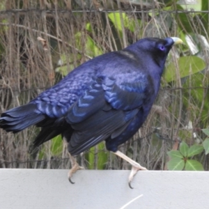 Ptilonorhynchus violaceus at Burradoo - 7 Apr 2020