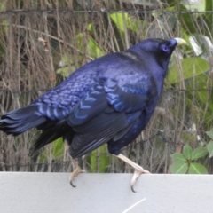 Ptilonorhynchus violaceus (Satin Bowerbird) at Wingecarribee Local Government Area - 7 Apr 2020 by GlossyGal
