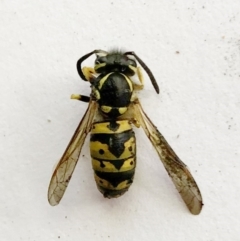 Vespula germanica (German Yellowjacket Wasp (also known as European Wasp)) at Hughes, ACT - 6 Apr 2020 by ruthkerruish