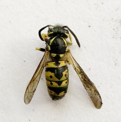 Vespula germanica (German Yellowjacket Wasp (also known as European Wasp)) at Hughes, ACT - 6 Apr 2020 by ruthkerruish