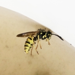 Vespula germanica at Hughes, ACT - 6 Apr 2020