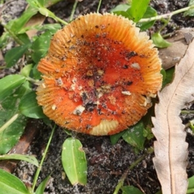 Amanita xanthocephala (Vermilion grisette) at Narrawallee Creek Nature Reserve - 3 Apr 2020 by lissmel66