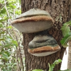 Phellinus sp. (Phellinus sp.) at Lake Conjola, NSW - 4 Apr 2020 by lissmel66