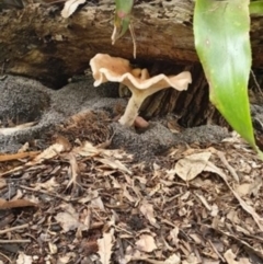 Unidentified Fungus at Conjola Bushcare - 3 Apr 2020 by lissmel66