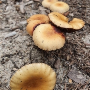 Agarics gilled fungi at Cunjurong Point, NSW - 4 Apr 2020