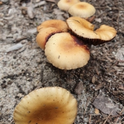 Agarics gilled fungi at Cunjurong Point, NSW - 4 Apr 2020 by lissmel66