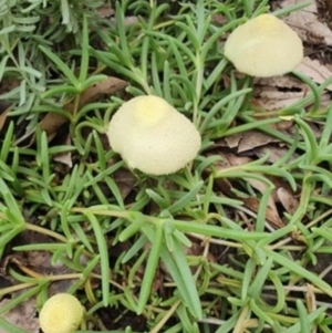 Leucocoprinus birnbaumii at Cunjurong Point, NSW - 4 Apr 2020