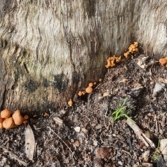 Unidentified Fungus, Moss, Liverwort, etc (TBC) at Cunjurong Point, NSW - 3 Apr 2020 by lissmel66