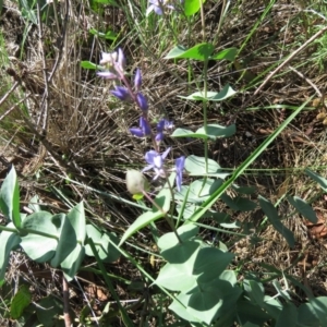 Veronica perfoliata at Fyshwick, ACT - 7 Apr 2020