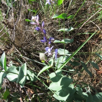 Veronica perfoliata (Digger's Speedwell) at Jerrabomberra Wetlands - 7 Apr 2020 by SandraH