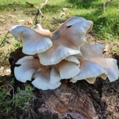 Omphalotus nidiformis (Ghost Fungus) at Lake Conjola, NSW - 3 Apr 2020 by lissmel66