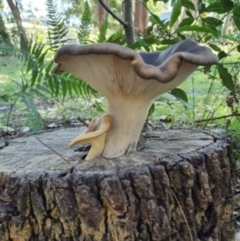 Omphalotus nidiformis (Ghost Fungus) at Lake Conjola, NSW - 3 Apr 2020 by lissmel66